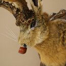 Hasenwolpi Liebre macho con silbato Cuernos de ciervo Liebre macho Wolpertinger Wolpi Preparado sobre placa trofeo tallada