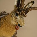 Hasenwolpi Liebre macho con silbato Cuernos de ciervo Liebre macho Wolpertinger Wolpi Preparado sobre placa trofeo tallada
