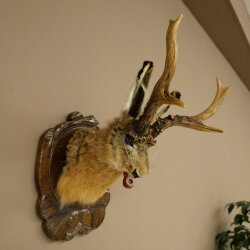 Hasenwolpi Liebre macho con silbato Cuernos de ciervo Liebre macho Wolpertinger Wolpi Preparado sobre placa trofeo tallada