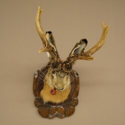 Hasenwolpi Liebre macho con silbato Cuernos de ciervo Liebre macho Wolpertinger Wolpi Preparado sobre placa trofeo tallada