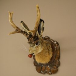 Hasenwolpi Liebre macho con silbato Cuernos de ciervo Liebre macho Wolpertinger Wolpi Preparado sobre placa trofeo tallada