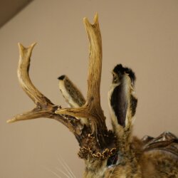 Hasenwolpi Liebre macho con silbato Cuernos de ciervo Liebre macho Wolpertinger Wolpi Preparado sobre placa trofeo tallada