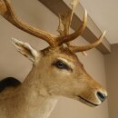 Daim (Dama dama) Tête Épaules Préparation Hauteur 114 cm Cerf Trophée principal #37