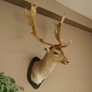 Daim (Dama dama) Tête Épaules Préparation Hauteur 114 cm Cerf Trophée principal #37