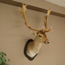 Daim (Dama dama) Tête Épaules Préparation Hauteur 114 cm Cerf Trophée principal #37