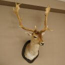 Daim (Dama dama) Tête Épaules Préparation Hauteur 114 cm Cerf Trophée principal #37