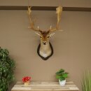 Daim (Dama dama) Tête Épaules Préparation Hauteur 114 cm Cerf Trophée principal #37