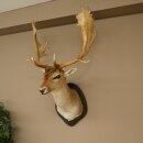 Daim (Dama dama) Tête Épaules Préparation Hauteur 114 cm Cerf Trophée principal #37