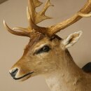 Daim (Dama dama) Tête Épaules Préparation Hauteur 114 cm Cerf Trophée principal #37
