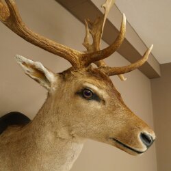 Daim (Dama dama) Tête Épaules Préparation Hauteur 114 cm Cerf Trophée principal #37