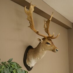 Daim (Dama dama) Tête Épaules Préparation Hauteur 114 cm Cerf Trophée principal #37