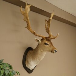 Daim (Dama dama) Tête Épaules Préparation Hauteur 114 cm Cerf Trophée principal #37