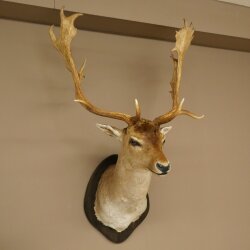Daim (Dama dama) Tête Épaules Préparation Hauteur 114 cm Cerf Trophée principal #37