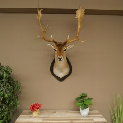 Daim (Dama dama) Tête Épaules Préparation Hauteur 114 cm Cerf Trophée principal #37