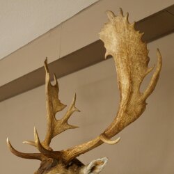 Daim (Dama dama) Tête Épaules Préparation Hauteur 114 cm Cerf Trophée principal #37