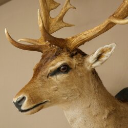 Daim (Dama dama) Tête Épaules Préparation Hauteur 114 cm Cerf Trophée principal #37
