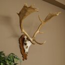 Daim bois hauteur 76 cm Daim bois de cerf bouclier...