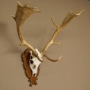 Daim bois hauteur 76 cm Daim bois de cerf bouclier...