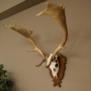Damhirsch Geweih Höhe 76 cm Dam Hirsch Hirschgeweih geschnitztem Schild 72.545