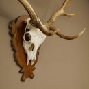 Damhirsch Geweih Höhe 76 cm Dam Hirsch Hirschgeweih geschnitztem Schild 72.545