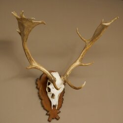 Damhirsch Geweih Höhe 76 cm Dam Hirsch Hirschgeweih geschnitztem Schild 72.545