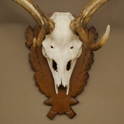 Damhirsch Geweih Höhe 76 cm Dam Hirsch Hirschgeweih geschnitztem Schild 72.545