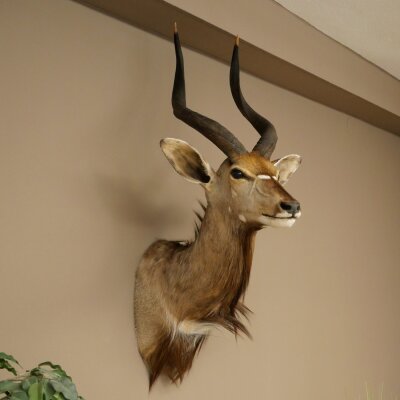 Nyala Antilope Kopf HL 64 cm Schulter Präparat Afrika afrikanische Trophäe 95.22.8