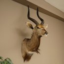 Nyala Antilope Kopf HL 64 cm Schulter Präparat...