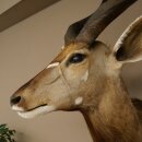 Nyala Antilope Kopf HL 64 cm Schulter Präparat Afrika afrikanische Trophäe 95.22.8