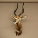 Nyala Antilope Kopf HL 64 cm Schulter Präparat...