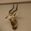 Nyala Antilope Kopf HL 64 cm Schulter Präparat Afrika afrikanische Trophäe 95.22.8