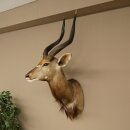 Nyala Antilope Kopf HL 64 cm Schulter Präparat Afrika afrikanische Trophäe 95.22.8