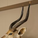 Nyala Antilope Kopf HL 64 cm Schulter Präparat Afrika afrikanische Trophäe 95.22.8