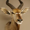 Nyala Antilope Kopf HL 64 cm Schulter Präparat Afrika afrikanische Trophäe 95.22.8