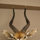 Nyala Antilope Kopf HL 64 cm Schulter Präparat Afrika afrikanische Trophäe 95.22.8