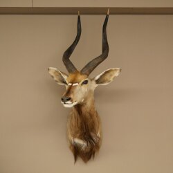 Nyala Antilope Kopf HL 64 cm Schulter Präparat Afrika afrikanische Trophäe 95.22.8