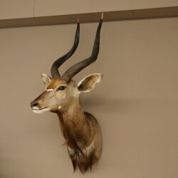 Nyala Antilope Kopf HL 64 cm Schulter Präparat Afrika afrikanische Trophäe 95.22.8
