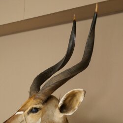 Nyala Antilope Kopf HL 64 cm Schulter Präparat Afrika afrikanische Trophäe 95.22.8