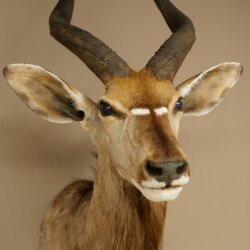 Nyala Antilope Kopf HL 64 cm Schulter Präparat Afrika afrikanische Trophäe 95.22.8