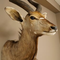 Nyala Antilope Kopf HL 64 cm Schulter Präparat Afrika afrikanische Trophäe 95.22.8