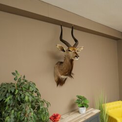 Nyala Antilope Kopf HL 64 cm Schulter Präparat Afrika afrikanische Trophäe 95.22.8