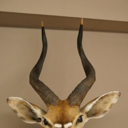 Nyala Antilope Kopf HL 64 cm Schulter Präparat Afrika afrikanische Trophäe 95.22.8