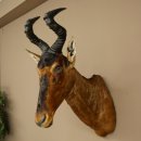 Hartebeest Kuh Antilope HL 51 cm mit Auszeichnung Bronze...