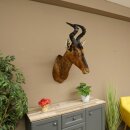 Hartebeest Kuh Antilope HL 51 cm mit Auszeichnung Bronze...