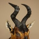 Hartebeest koe antilope HL 51 cm met onderscheiding bronzen decoratieve medaille opgezette kop koe antilope hoofd Afrika