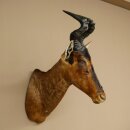 Hartebeest koe antilope HL 51 cm met onderscheiding bronzen decoratieve medaille opgezette kop koe antilope hoofd Afrika