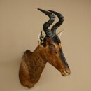 Hartebeest koe antilope HL 51 cm met onderscheiding bronzen decoratieve medaille opgezette kop koe antilope hoofd Afrika