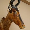 Hartebeest koe antilope HL 51 cm met onderscheiding bronzen decoratieve medaille opgezette kop koe antilope hoofd Afrika