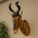 Hartebeest koe antilope HL 51 cm met onderscheiding bronzen decoratieve medaille opgezette kop koe antilope hoofd Afrika