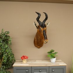 Hartebeest koe antilope HL 51 cm met onderscheiding bronzen decoratieve medaille opgezette kop koe antilope hoofd Afrika